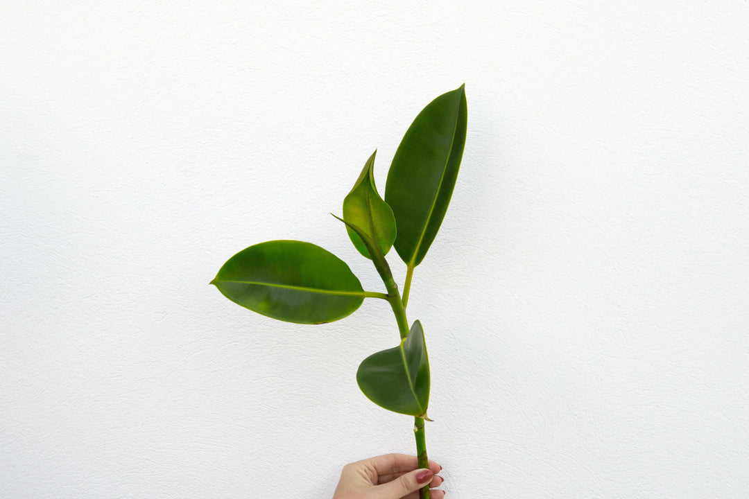 Why Going Organic Should be Part of Your New Year's Resolution