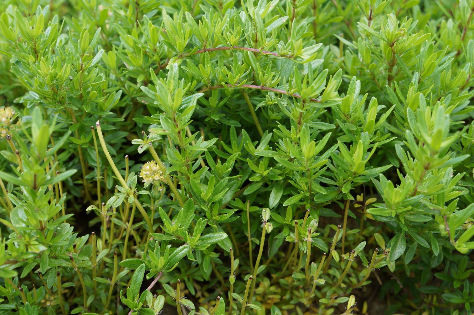 Plant Extracts as Alternative Allergy Treatments