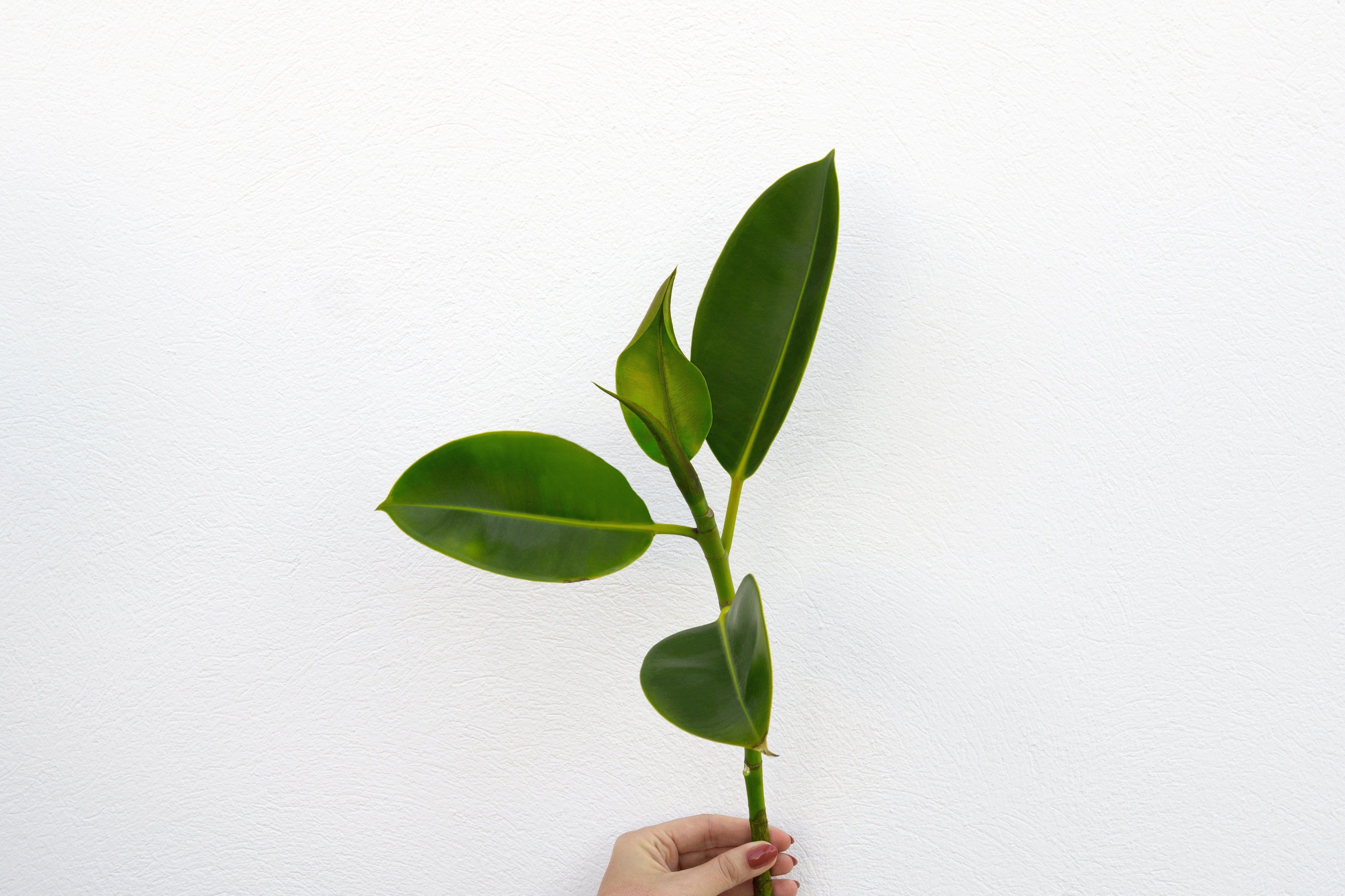 Why Going Organic Should be Part of Your New Year's Resolution