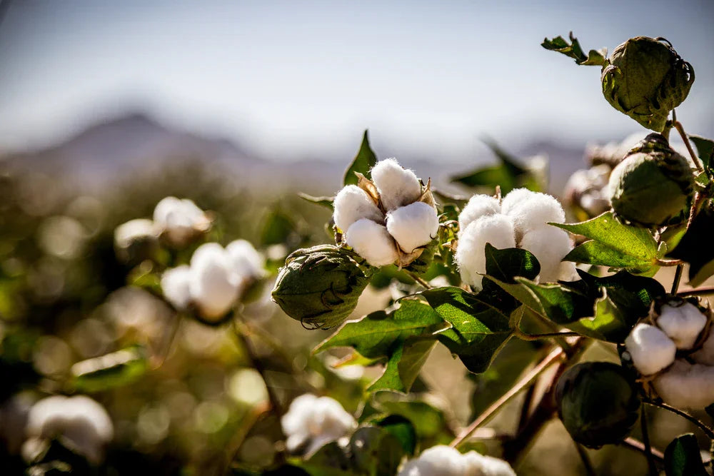 Mature organic cotton bolls on green plants in a sunny field, allergy-friendly crop