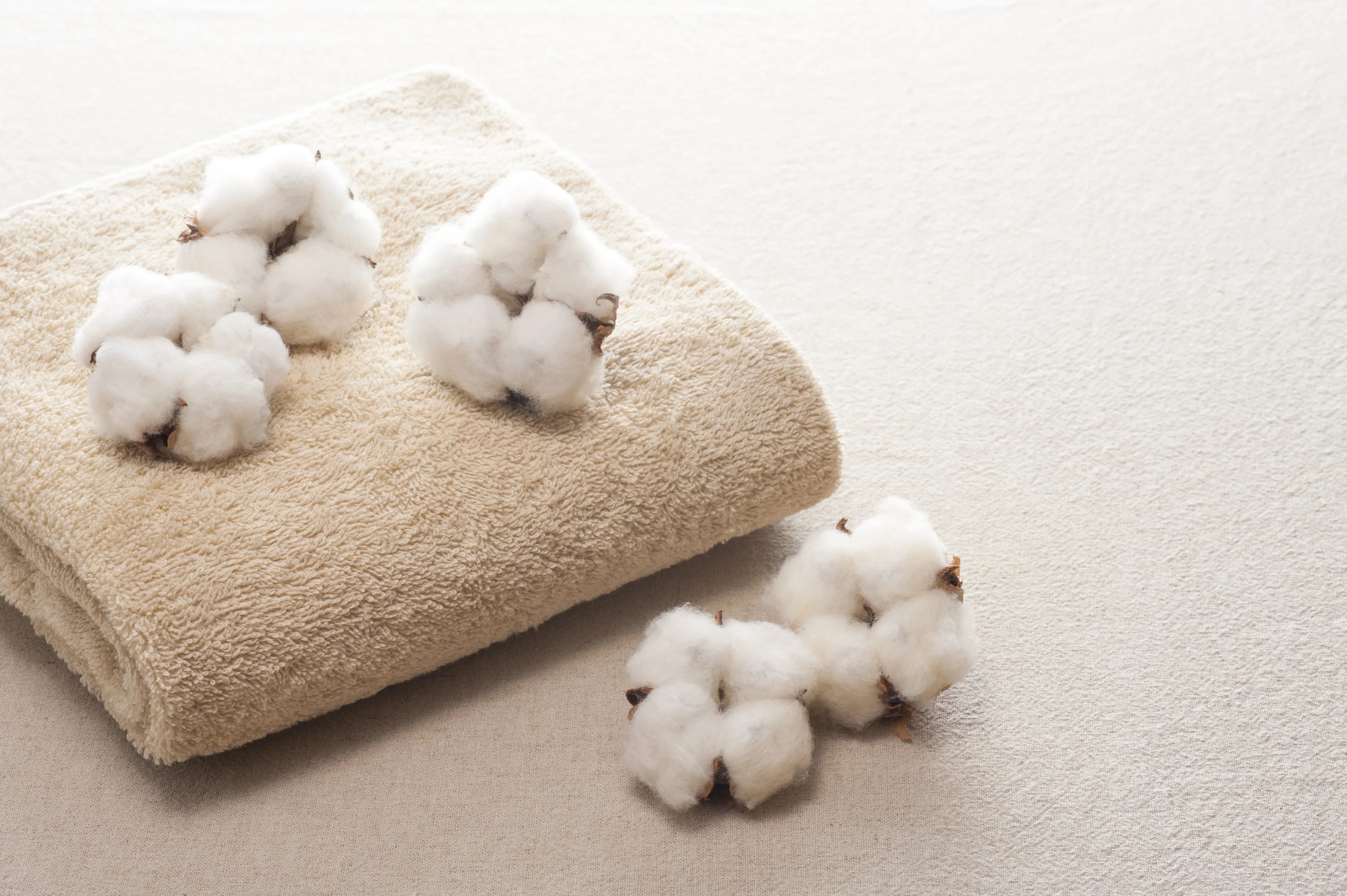 Raw cotton bolls on a beige towel, highlighting hypoallergenic cotton fabric