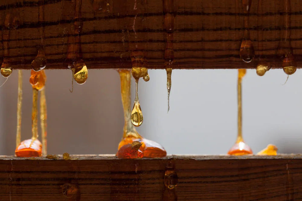 Amber tree resin dripping from wooden planks, close-up of natural sap outdoors