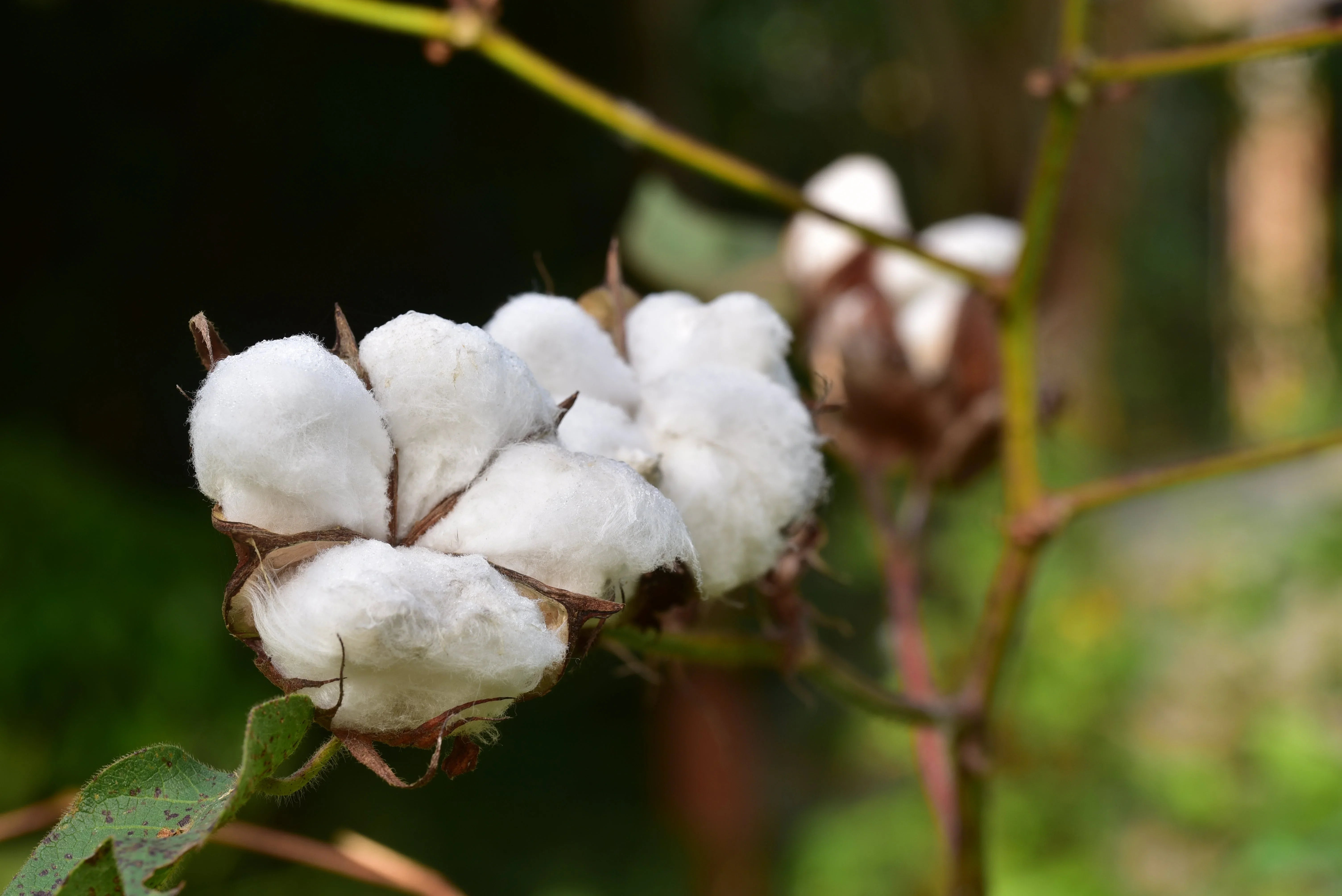Close-up of raw cotton plant for allergy-free hypoallergenic apparel by Cottonique