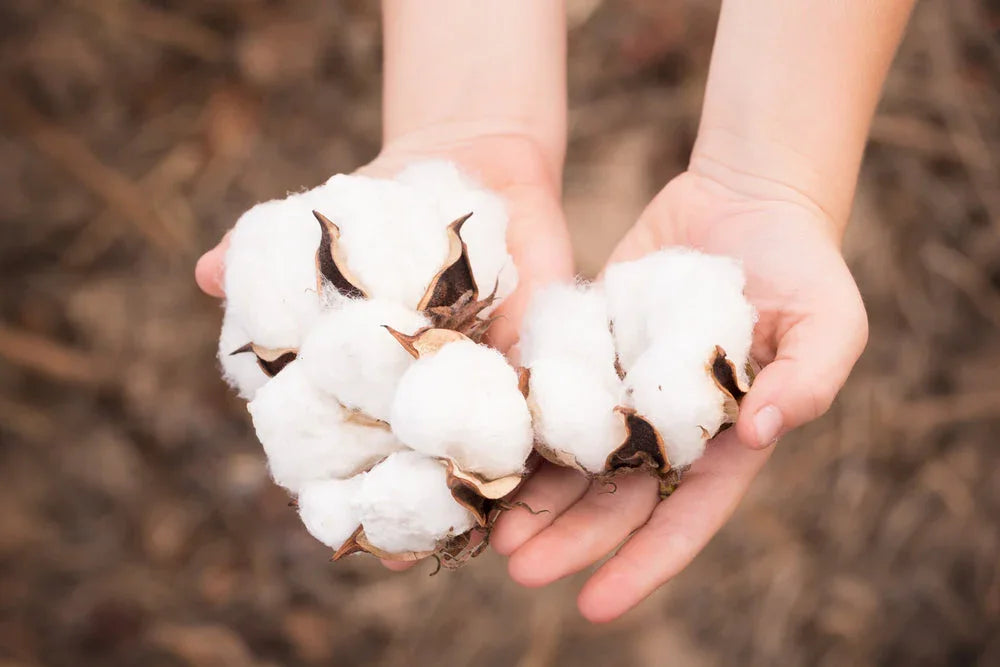 Hands holding raw cotton, symbolizing hypoallergenic cotton fabric for sensitive skin.