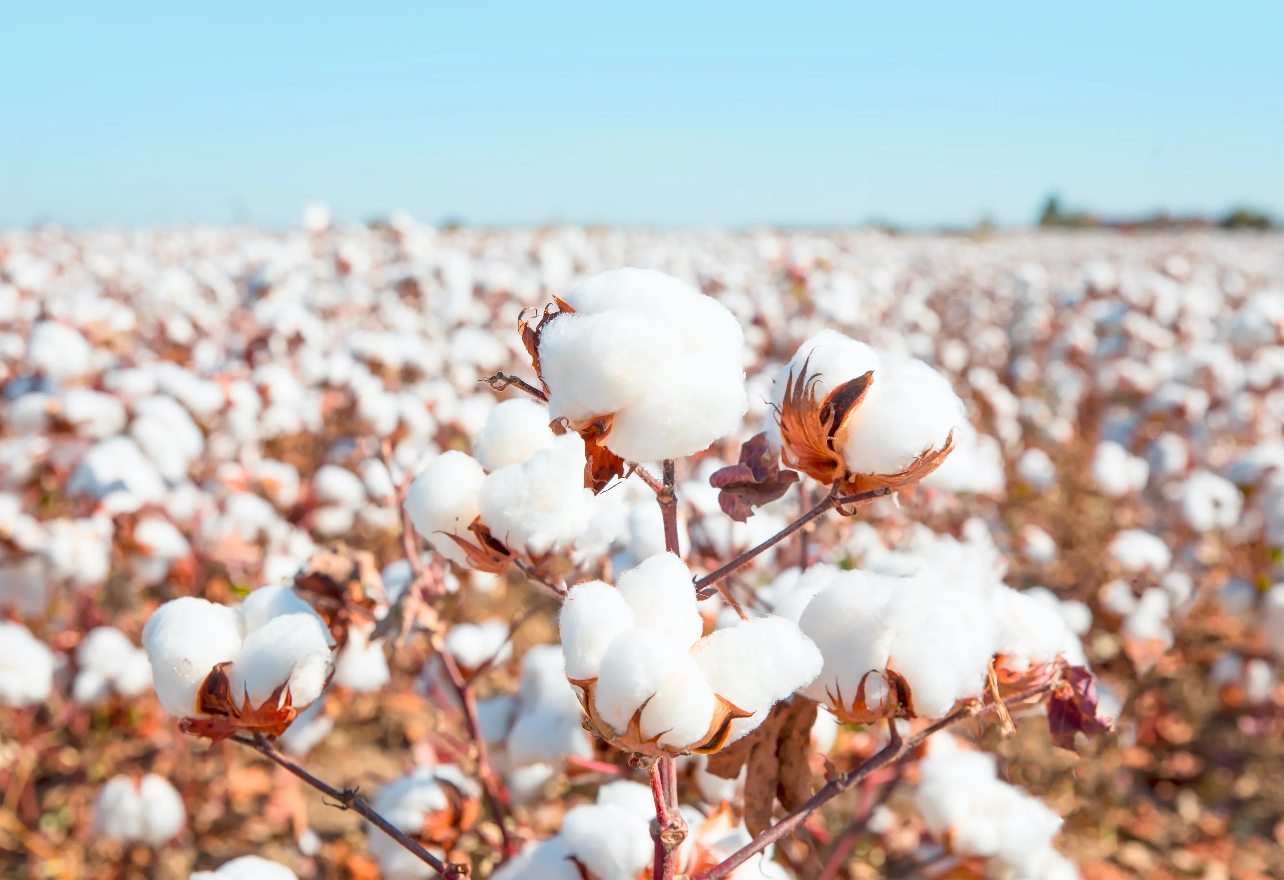 Close-up of organic cotton plants in a sunlit cotton field, natural fibers for sensitive skin