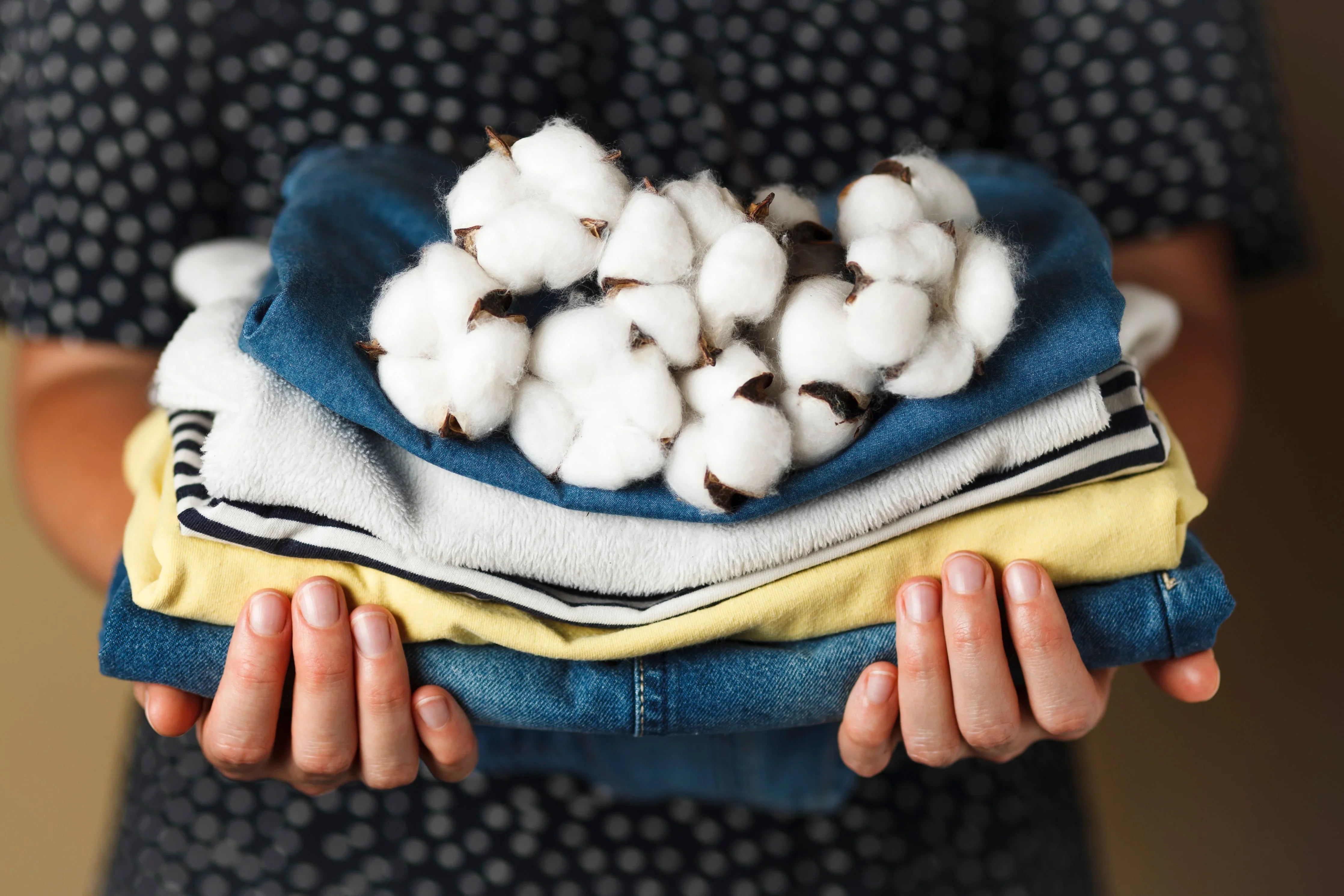 Woman holding folded cotton clothes with raw cotton, allergy-free apparel concept